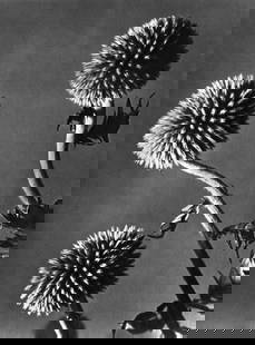 Man Ray (1890-1976), 'Flowers', 1934 First Edition: Photographer: Man Ray (American born, 1890 - 1976) - Considered one of the most influential artists of the 20th century Man Ray lived most of his life in Paris, France. Best described as a modernist,