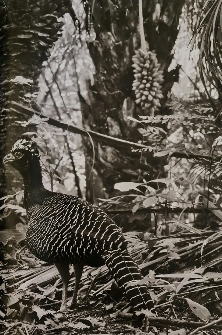 Sebastiao Salgado, Bare faced curassow, Mato Grosso, Brazil, 2011 (1 of 1)