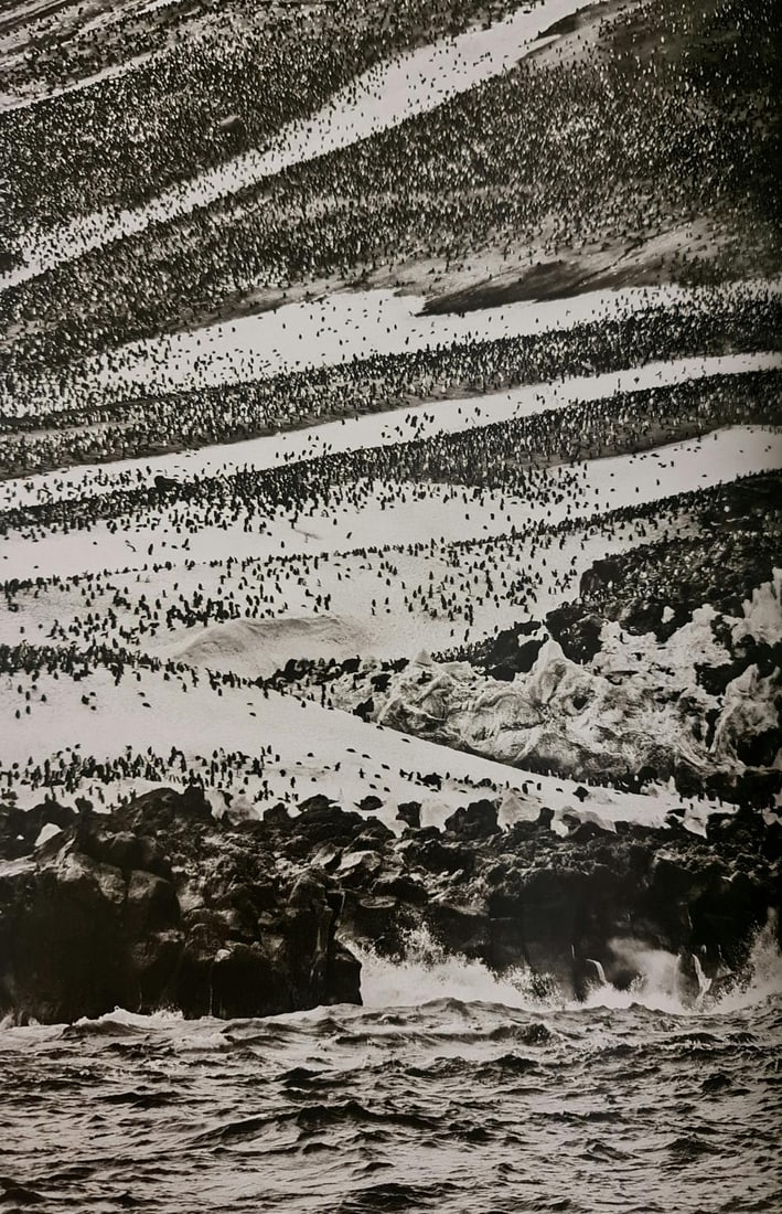 Sebastiao Salgado, Chinstrap penguins on Zavodovski Island, South Sandwich Islands, 2009: Photographer: Sebastiao Ribeiro Salgado Junior is a Brazilian social documentary photographer and photojournalist. He has traveled to over 120 countries for his photographic projects. Most of these ha