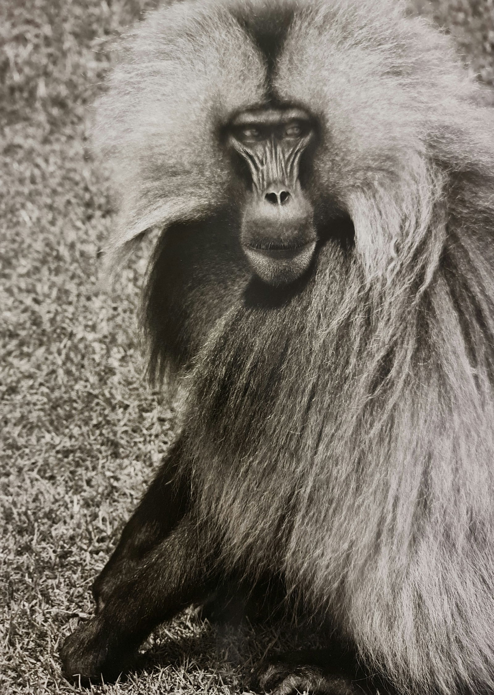 Sebastiao Salgado, Gelada baboon, Ethiopia, 2008: Photographer: Sebastiao Ribeiro Salgado Junior is a Brazilian social documentary photographer and photojournalist. He has traveled to over 120 countries for his photographic projects. Most of these ha