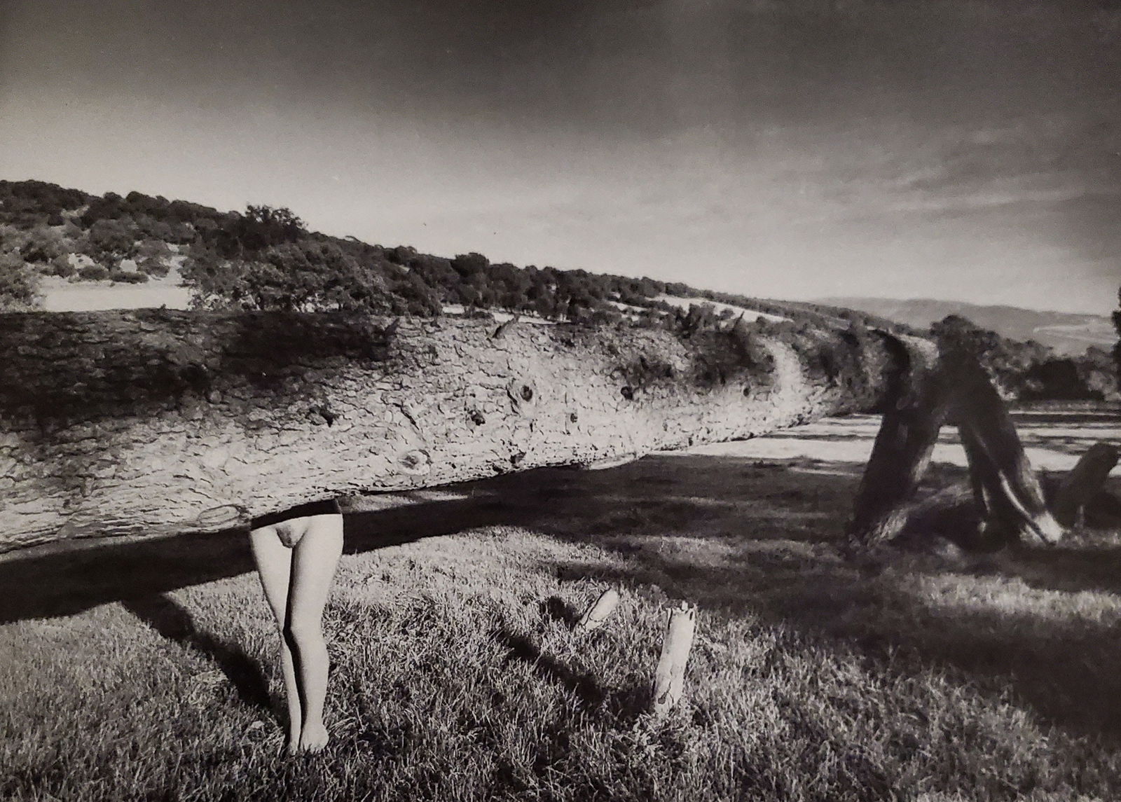 John Swannell, Nude with Log, 1980's: Photographer: John Swannell was born in 1946. After leaving school at 16, he worked first as an assistant at Vogue Studios and then assisted David Bailey for four years before setting up his own studi