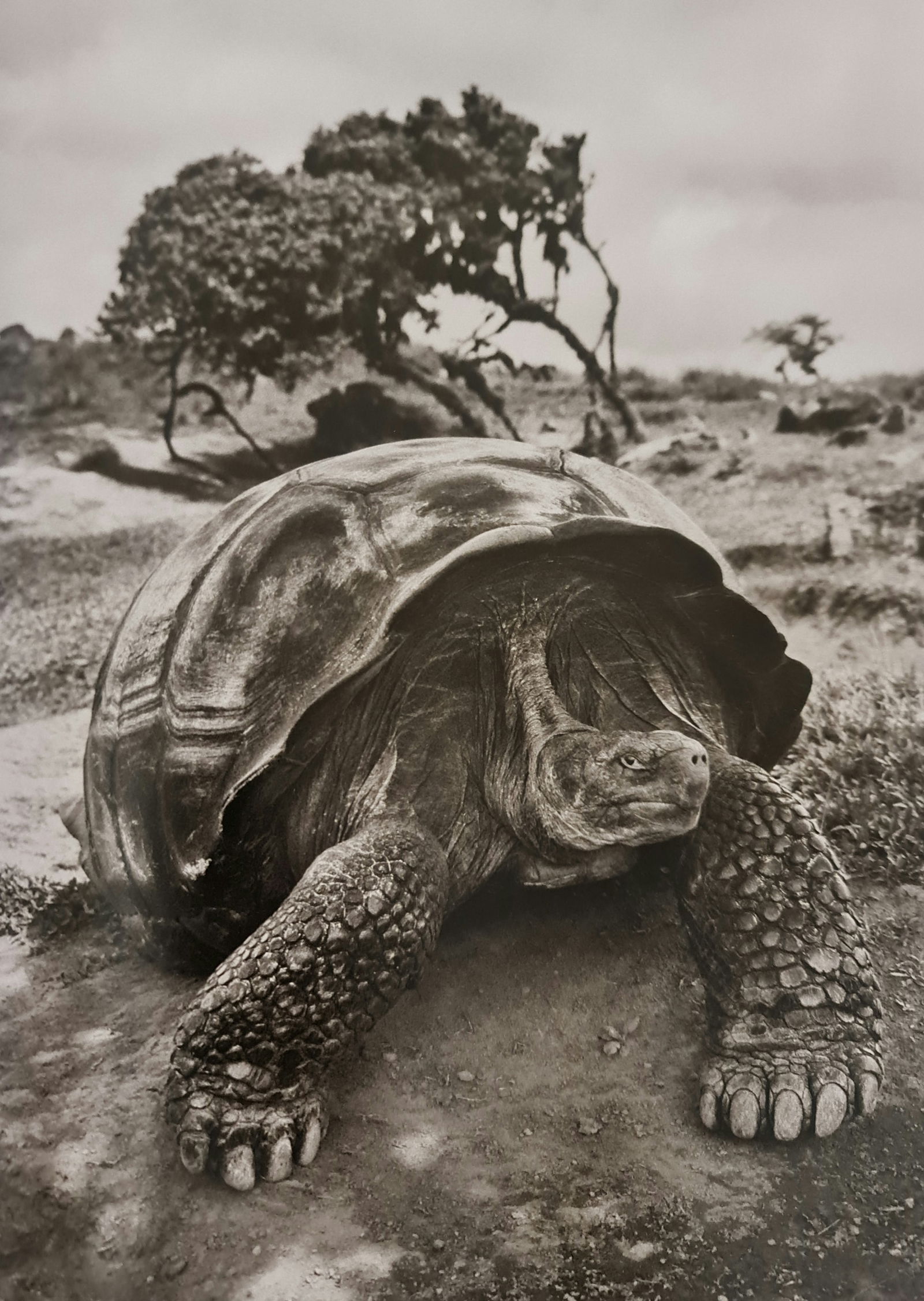 Sebastiao Salgado, Giant tortoise on the rim of the crater of Alcedo Volcano on Isabela Island,: Photographer: Sebastiao Ribeiro Salgado Junior is a Brazilian social documentary photographer and photojournalist. He has traveled to over 120 countries for his photographic projects. Most of these ha