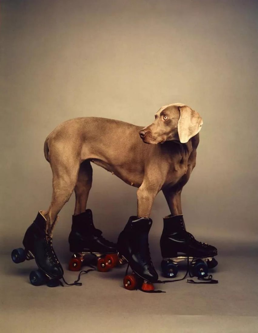 William Wegman 'Roller Rover', 1987 Framed Limited Edition (1 of 2)