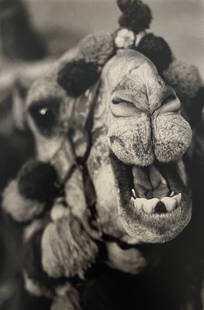 Patrick Demarchelier, Camel, Egypt, 1989: Photographer: PATRICK DEMARCHELIER: internationally renowned fashion and portrait photographer known for his ability to represent the true personalities of his subjects. He discovered his passion at 1