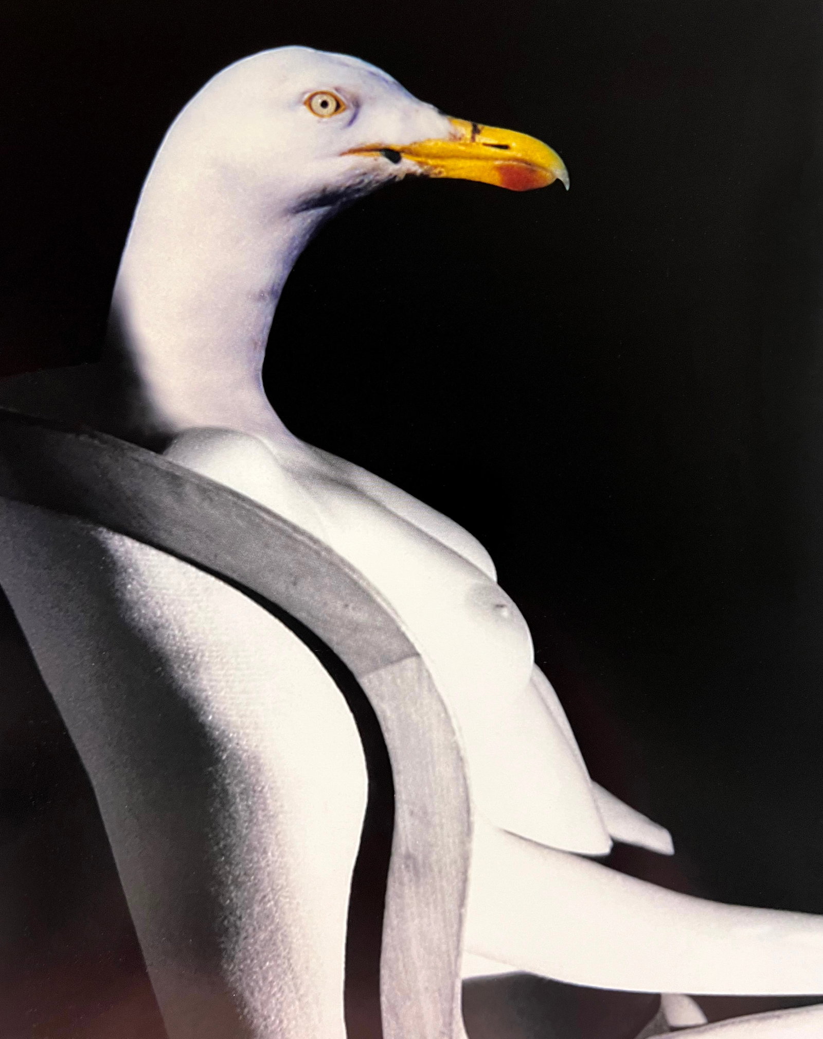 Maurice Renoma, Unntitled, 2006 - 1: Photographer: Maurice Renoma is a French couturier, designer, decorator, scenographer and photographer, known for influencing fashion since the 60s to the present. Title/Subject: Untitled Type Of Prin