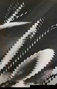 Man Ray (1890-1976), 'Plant Abstract: Photographer: Man Ray (American born, 1890 - 1976) - Considered one of the most influential artists of the 20th century Man Ray lived most of his life in Paris, France. Best described as a modernist,