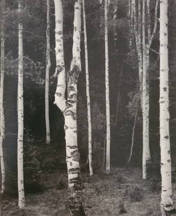 Ansel Adams, Aspen Grove, North Rim, Grand Canyon National Park, Arizona, C. 1947: Photographer: Ansel Adams (American, 1902 - 1984) - Internationally renowned American photographer. One of the most influential artists in photographic history. Title: "Aspen Grove, North Rim, Grand C