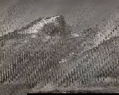 Ansel Adams, Aspens and Mountain, Autumn, Colorado, 1937: Photographer: Ansel Adams (American, 1902 - 1984) - Internationally renowned American photographer. One of the most influential artists in photographic history. Title: "Aspens and Mountain, Autumn, Co