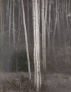 Ansel Adams, Aspens, Northern Nex Mexico, 1958: Photographer: Ansel Adams (American, 1902 - 1984) - Internationally renowned American photographer. One of the most influential artists in photographic history. Title: "Aspens, Northern Nex Mexico" Da