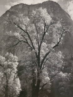 Ansel Adams, Autumn Tree Against Cathedral Rocks, Yosemite National Park, California, C. 1944: Photographer: Ansel Adams (American, 1902 - 1984) - Internationally renowned American photographer. One of the most influential artists in photographic history. Title: "Autumn Tree Against Cathedral R