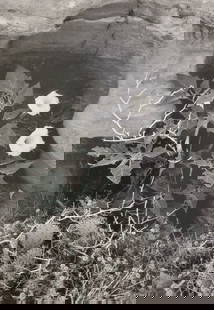 Ansel Adams, Datura Flower, Canyon De Chelly National Monument, Arizona, 1947: Photographer: Ansel Adams (American, 1902 - 1984) - Internationally renowned American photographer. One of the most influential artists in photographic history. Title: "Datura Flower, Canyon De Chelly