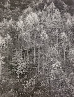 Ansel Adams, Dawn, Autumn, Great Smoky Mountains National Park, Tennessee, 1948: Photographer: Ansel Adams (American, 1902 - 1984) - Internationally renowned American photographer. One of the most influential artists in photographic history. Title: "Dawn, Autumn, Great Smoky Mount