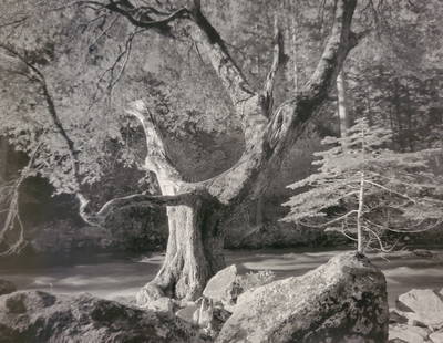 Ansel Adams, Early Morning, Merced River, Yosemite National Park, California, C. 1950: Photographer: Ansel Adams (American, 1902 - 1984) - Internationally renowned American photographer. One of the most influential artists in photographic history. Title: "Early Morning, Merced River, Yo