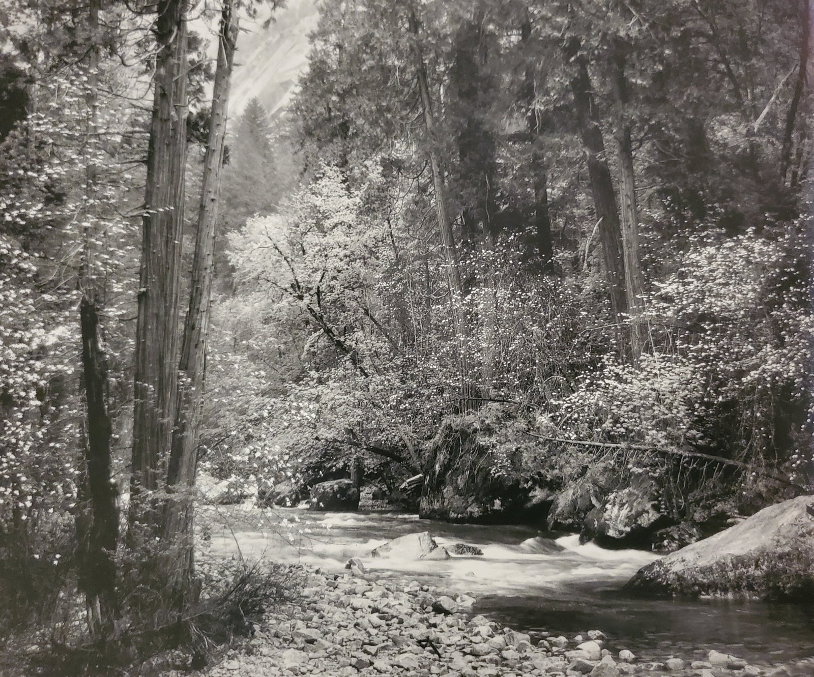 Ansel Adams, Tenaya Creek, Dogwood, Rain, Yosemite National Park, California, C. 1948: Photographer: Ansel Adams (American, 1902 - 1984) - Internationally renowned American photographer. One of the most influential artists in photographic history. Title: "Tenaya Creek, Dogwood, Rain, Yo