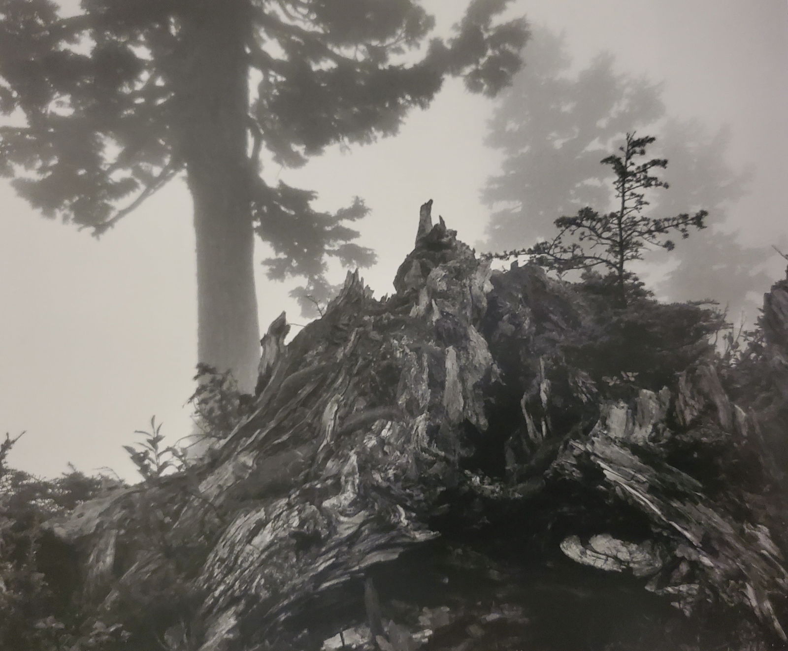 Ansel Adams, Tree, Stump, and Mist, North Cascades National Park, Washington, 1958 (1 of 1)