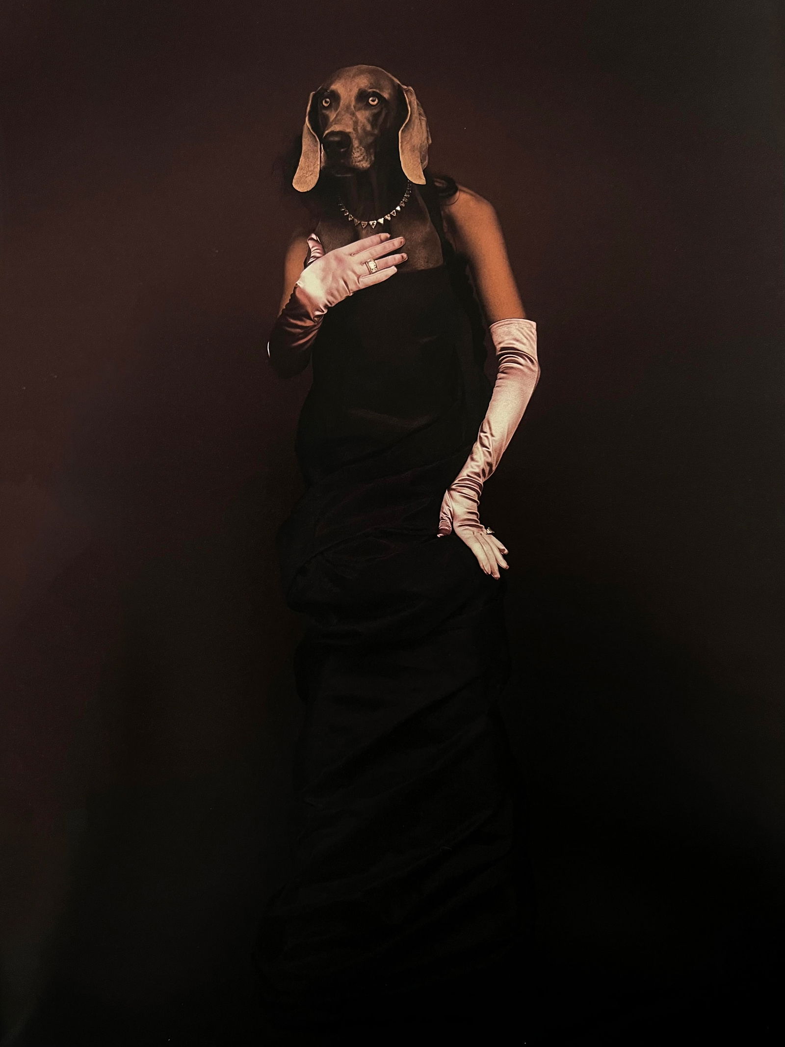 William Wegman, Ready For The Gala (1 of 1)