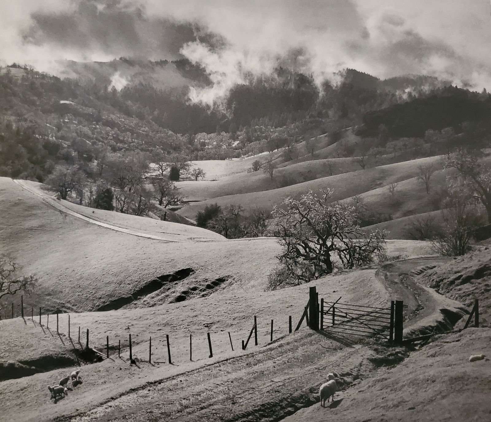 Ansel Adams, Pasture, Sonoma County, Northern California, 1951 (1 of 1)