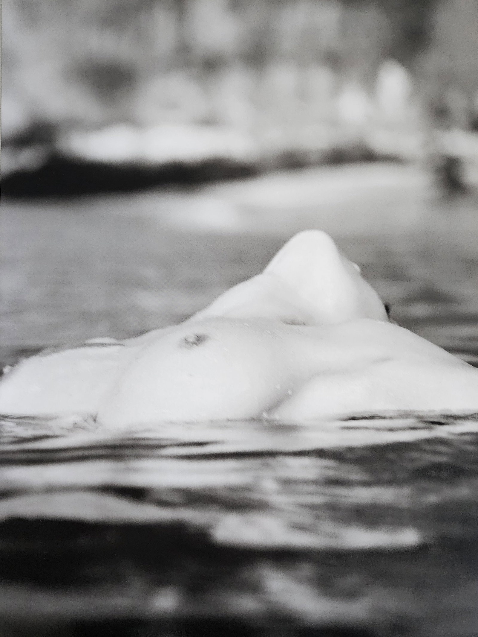 Russell James, Stunning, 2009: Artist/Photographer: Russell James Title/Subject: Stunning Type Of Print: Authentic Sheet Fed Photogravure/Heliogravure. Date Of Print: 2009 Paper: Medium weight, satin/matte finish. Print Origin: Bel
