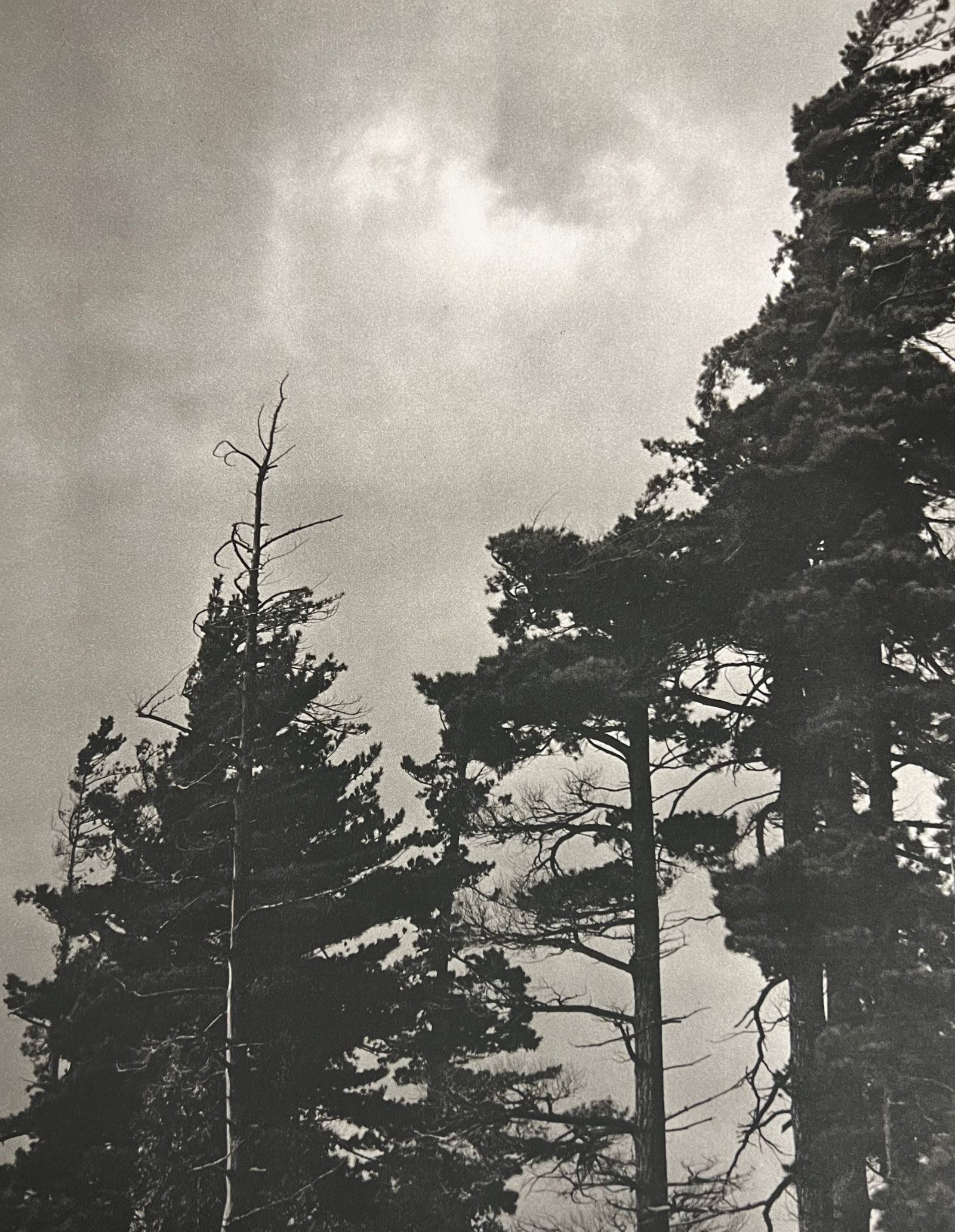 Bruce Weber, Trees and clouds: Photographer: Bruce Weber (American, b. 1946) - internationally renowned American fashion photographer best known for his racy, erotically charged imagery. Weber has shot the ad campaigns of Calvin Kl