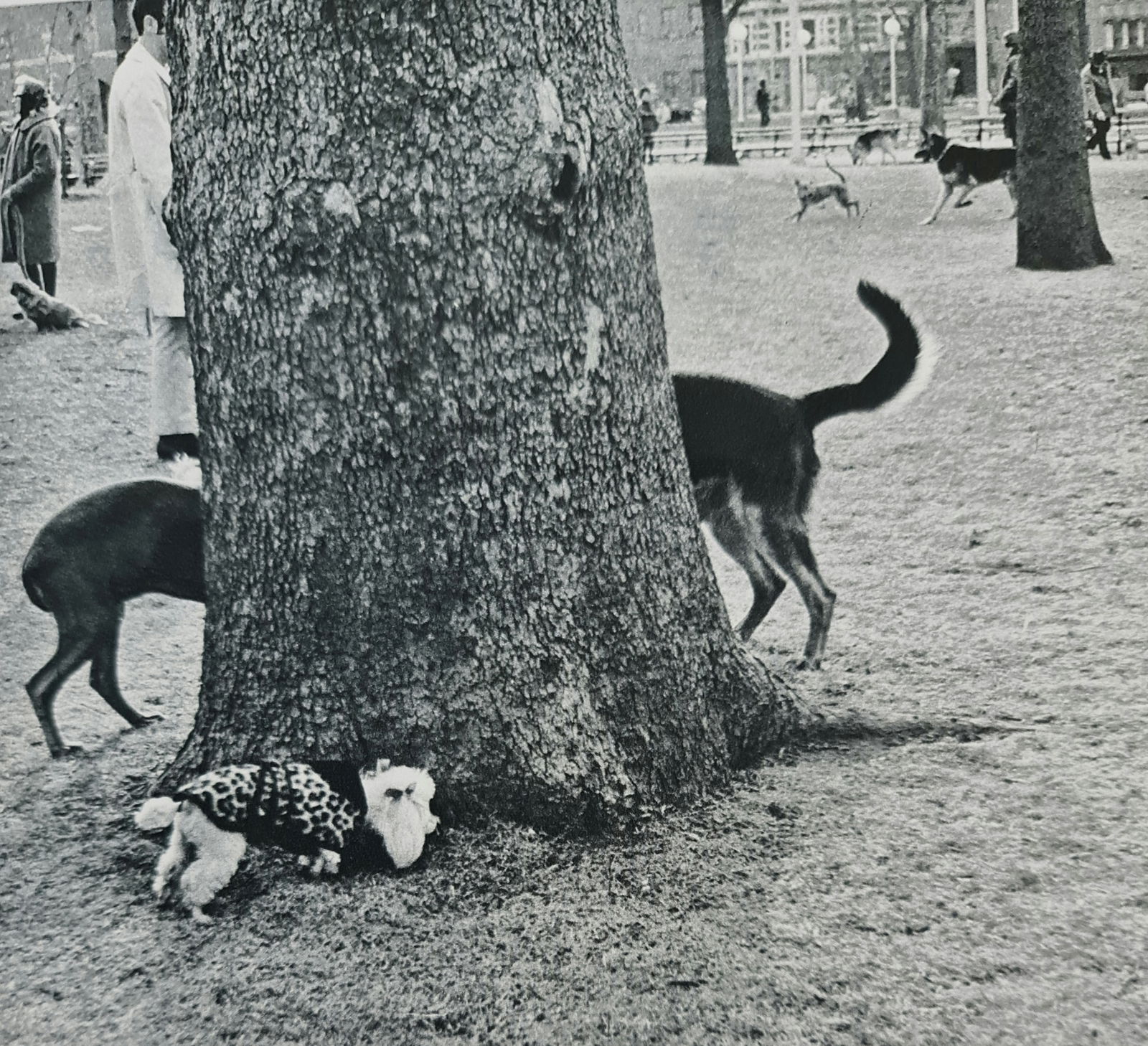 André Kertész, Dog park, New York, 1970: Photographer: André Kertész, born Andor Kertész, was a Hungarian-born photographer known for his groundbreaking contributions to photographic composition and the photo essay. Subject: Dog park, New