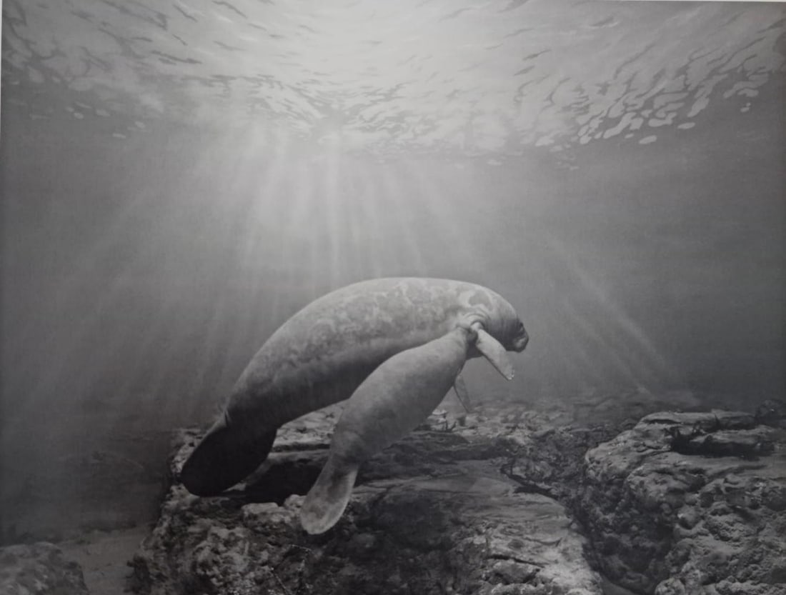 Hiroshi Sugimoto, Manatee, 1994: Subject: Hiroshi Sugimoto, Manatee Type: Sheet-fed Photograuvere Year: 2005 Publisher: Hatje Cantz Verlag Size: 8.5" x 6.5" Country of Origin: Japan Condition: Excellent