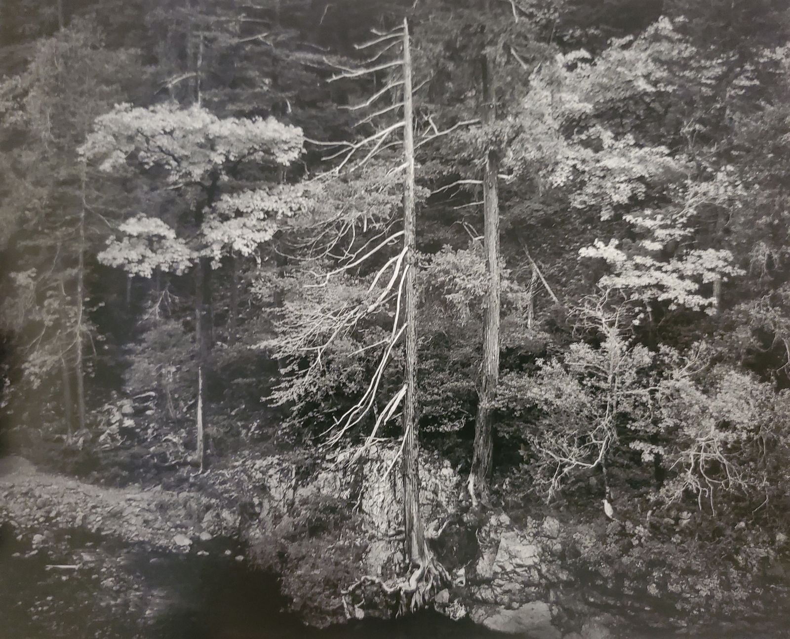 Ansel Adams, America's Nature, 2007 (1 of 1)