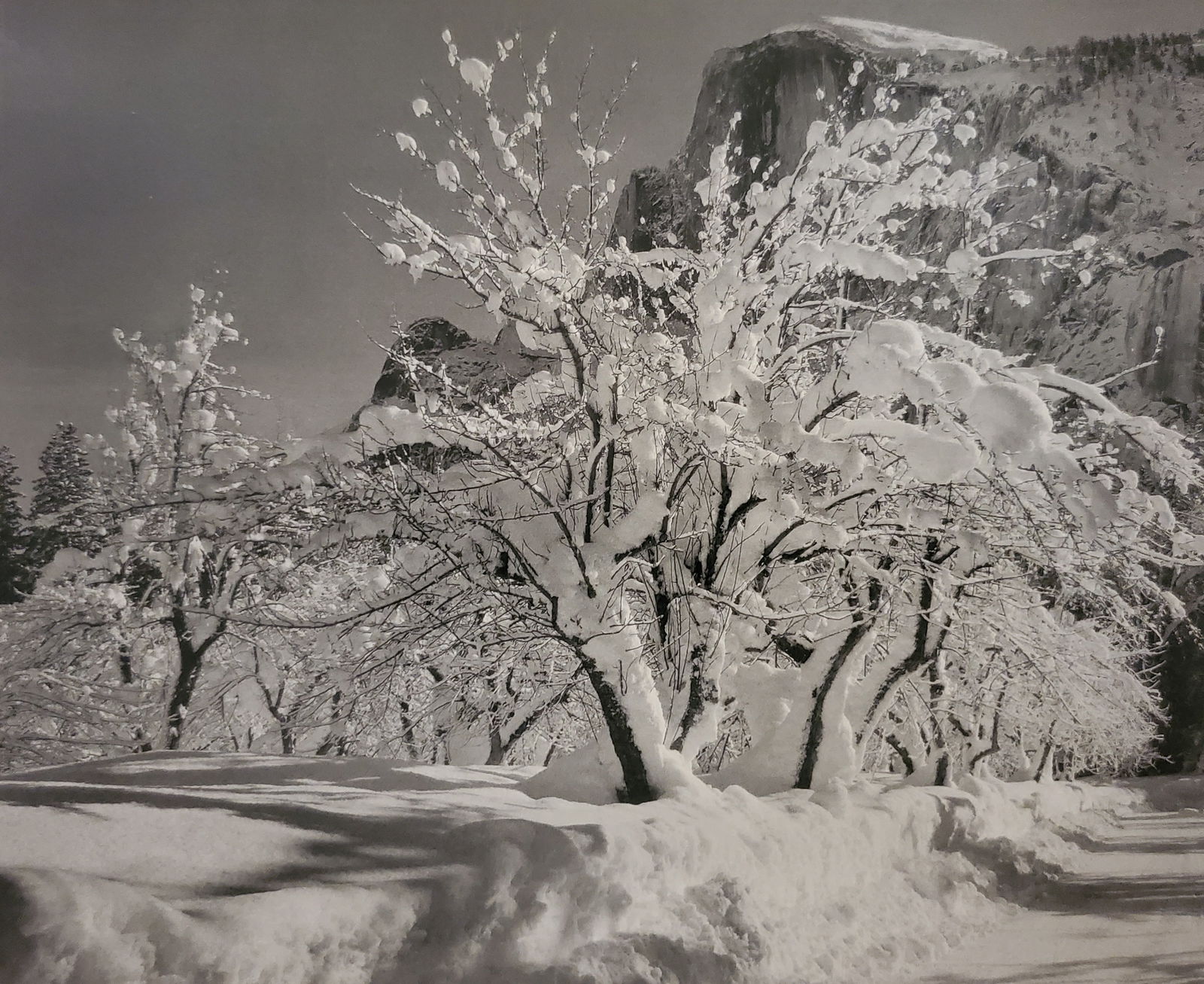 Ansel Adams, America's Nature, 2007 (1 of 1)