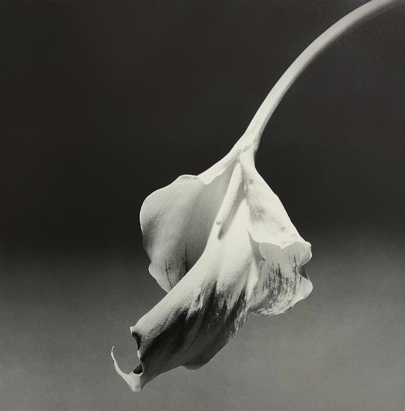 Robert Mapplethorpe, 1992: Photographer: Robert Michael Mapplethorpe (1946-1989) was an American photographer, best known for his black-and-white photographs. His work featured an array of subjects, including celebrity