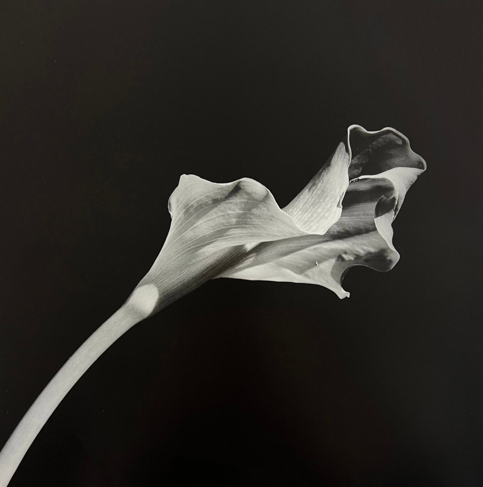 Robert Mapplethorpe, 1992: Photographer: Robert Michael Mapplethorpe (1946-1989) was an American photographer, best known for his black-and-white photographs. His work featured an array of subjects, including celebrity