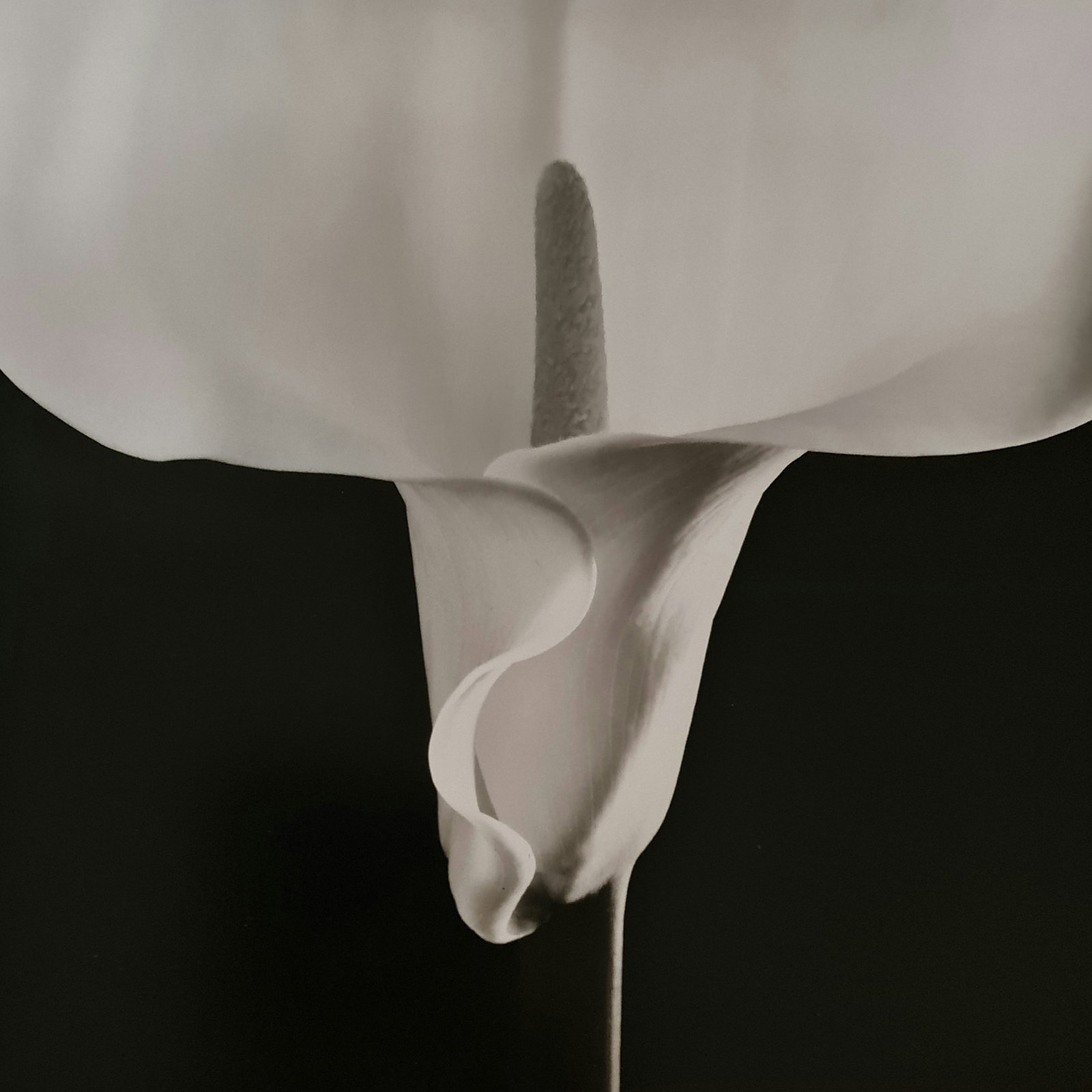 Robert Mapplethorpe, 1992: Photographer: Robert Michael Mapplethorpe (1946-1989) was an American photographer, best known for his black-and-white photographs. His work featured an array of subjects, including celebrity