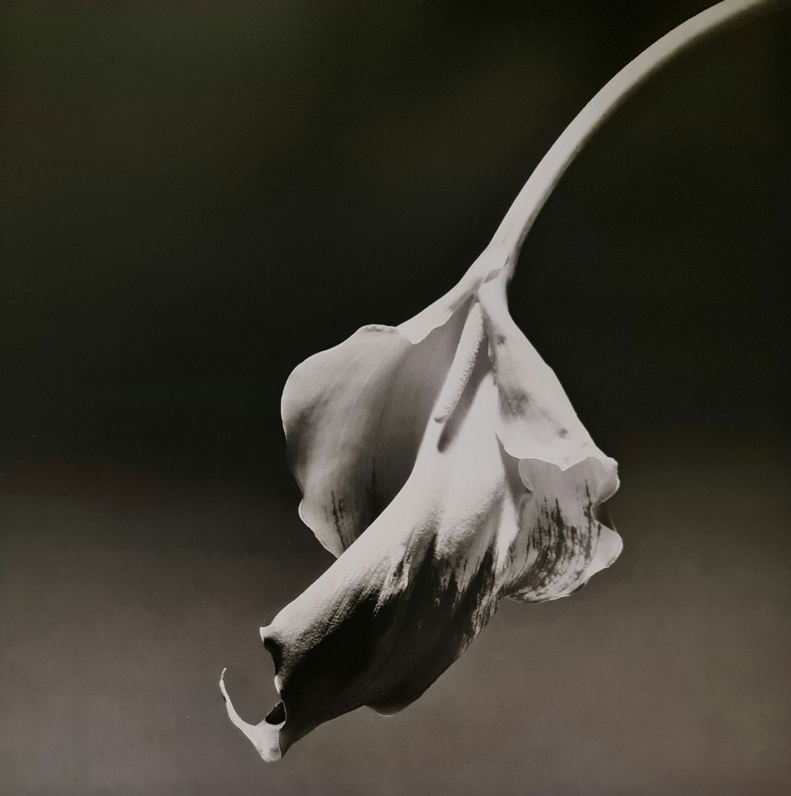 Robert Mapplethorpe, 1992: Photographer: Robert Michael Mapplethorpe (1946-1989) was an American photographer, best known for his black-and-white photographs. His work featured an array of subjects, including celebrity