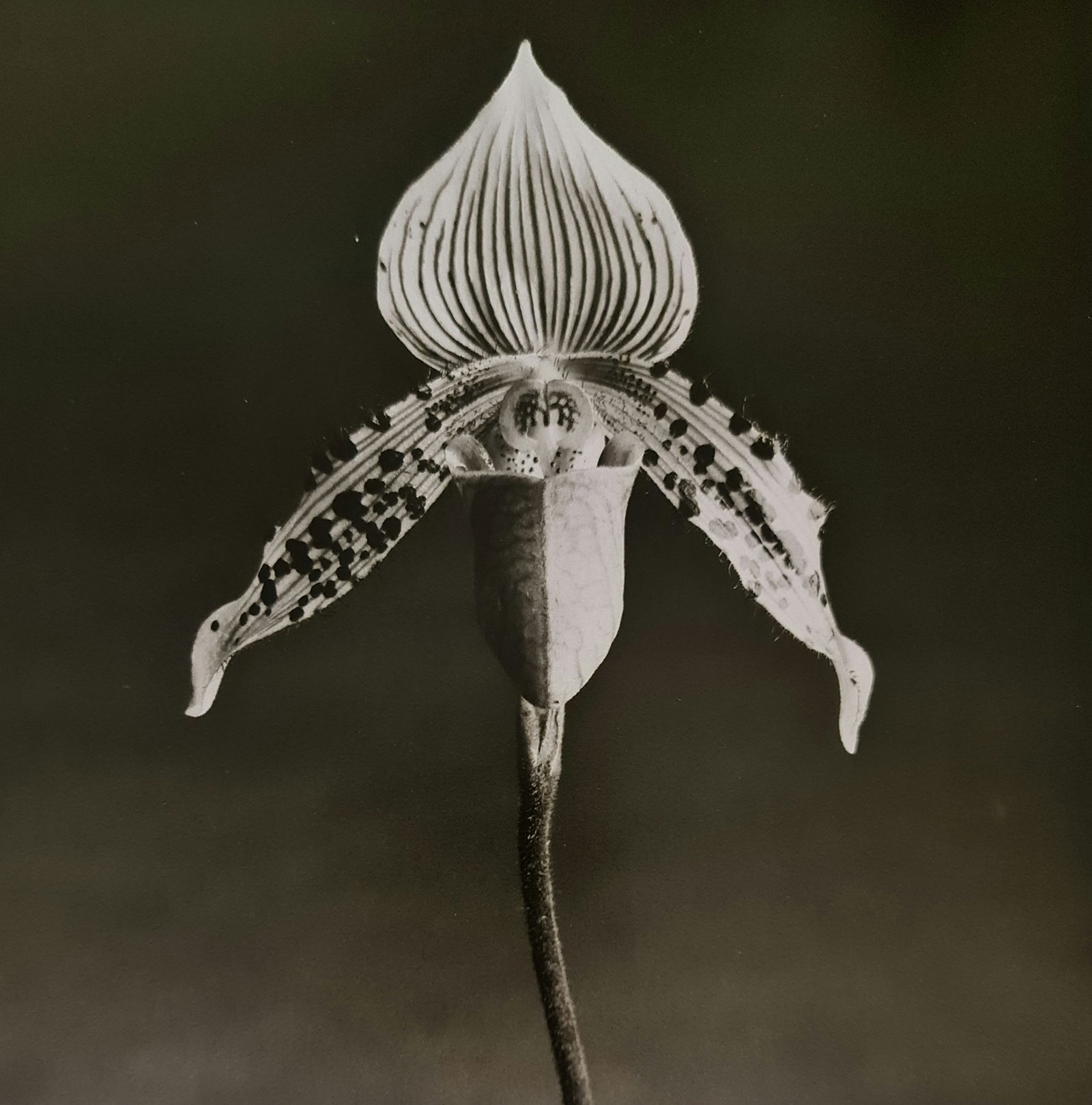 Robert Mapplethorpe, 1992: Photographer: Robert Michael Mapplethorpe (1946-1989) was an American photographer, best known for his black-and-white photographs. His work featured an array of subjects, including celebrity portrait