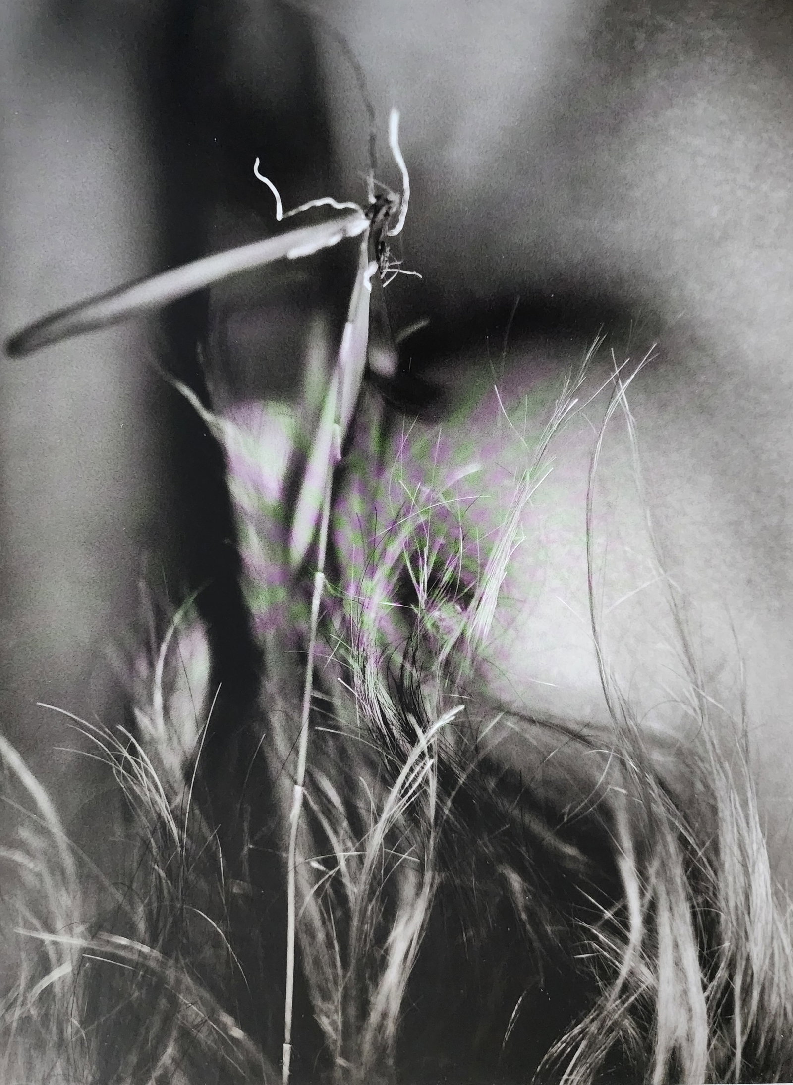 Russell James, Mesmerizing Beauty , 2010 (1 of 1)