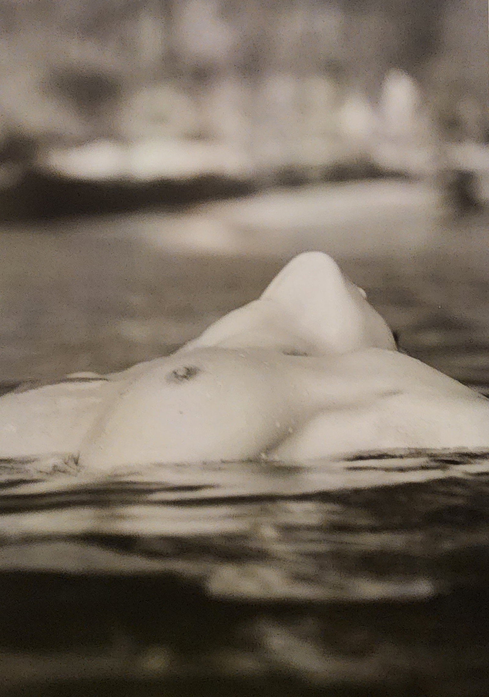 Russell James, Victoria Secret Models, 2014: Artist/Photographer: Russell James Title/Subject: Victoria Secret Models Type Of Print: Authentic Sheet Fed Photogravure/Heliogravure. Date Of Print: 2014 Paper: Medium weight, satin/matte finish. Pri