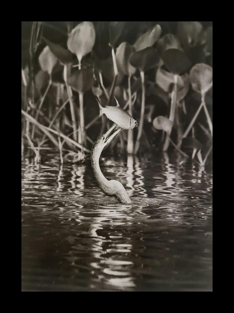 Sebastian Salgado, Anhinga bird eating a lambari in the Cuiaba River, Mato Grosso, Brazil, 2011: Photographer: Sebastiao Ribeiro Salgado Junior is a Brazilian social documentary photographer and photojournalist. He has traveled to over 120 countries for his photographic projects. Most of these ha