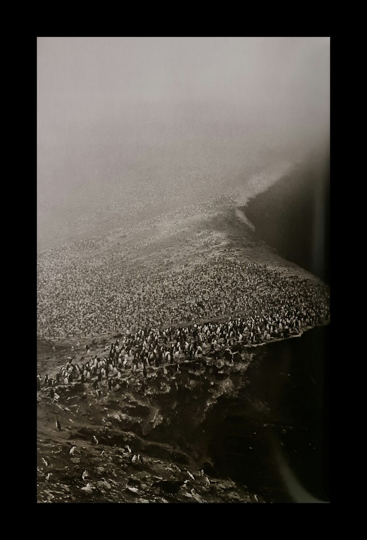 Sebastian Salgado, Bailey Head penguin colony, Deception Island, Antarctic Peninsula (1 of 1)