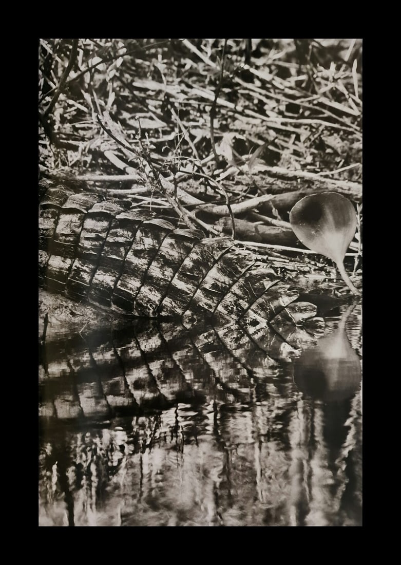Sebastian Salgado, Caiman, Matto Grosso, Brazil: Photographer: Sebastiao Ribeiro Salgado Junior is a Brazilian social documentary photographer and photojournalist. He has traveled to over 120 countries for his photographic projects. Most of these ha