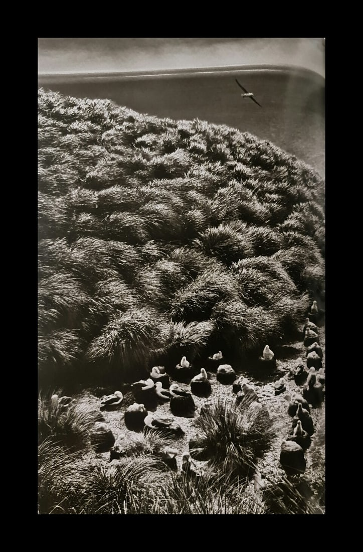 Sebastian Salgado, Diego Ramirez Archipelago, about 10 hours from Cape Horn, 2005: Photographer: Sebastiao Ribeiro Salgado Junior is a Brazilian social documentary photographer and photojournalist. He has traveled to over 120 countries for his photographic projects. Most of these ha