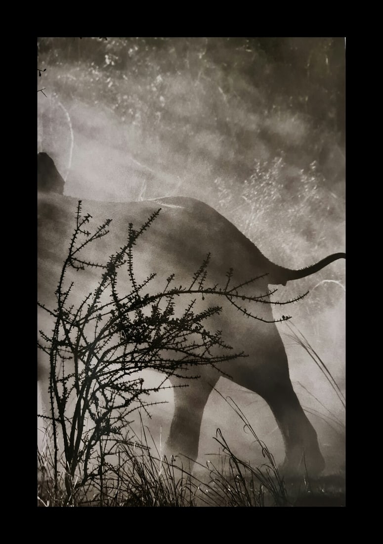 Sebastian Salgado, Elephant, Kafue National Park, Zambia, 2010 (1 of 1)