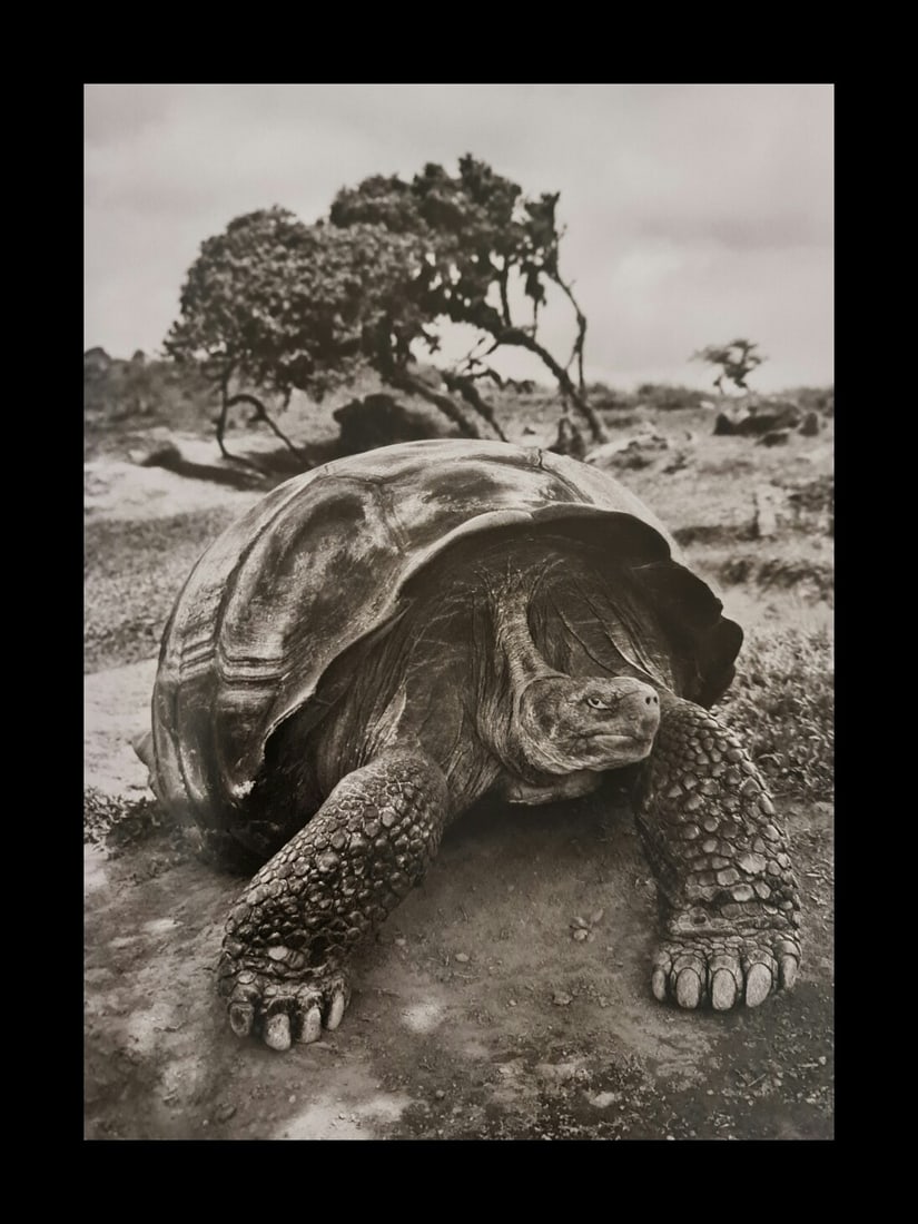 Sebastian Salgado, Giant tortoise on the rim of the crater of Alcedo Volcano on Isabela Island,: Photographer: Sebastiao Ribeiro Salgado Junior is a Brazilian social documentary photographer and photojournalist. He has traveled to over 120 countries for his photographic projects. Most of these