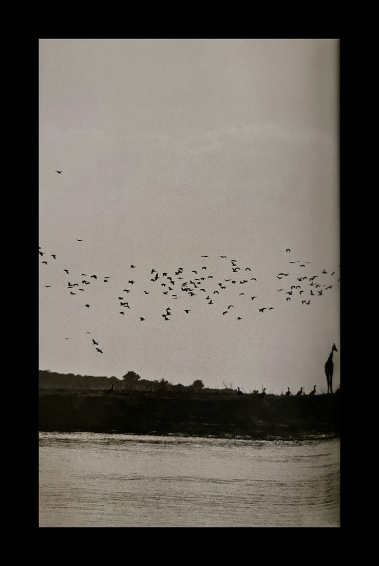 Sebastian Salgado, Giraffe and birds, Okavanga Delta, Botswana, 2007: Photographer: Sebastiao Ribeiro Salgado Junior is a Brazilian social documentary photographer and photojournalist. He has traveled to over 120 countries for his photographic projects. Most of these