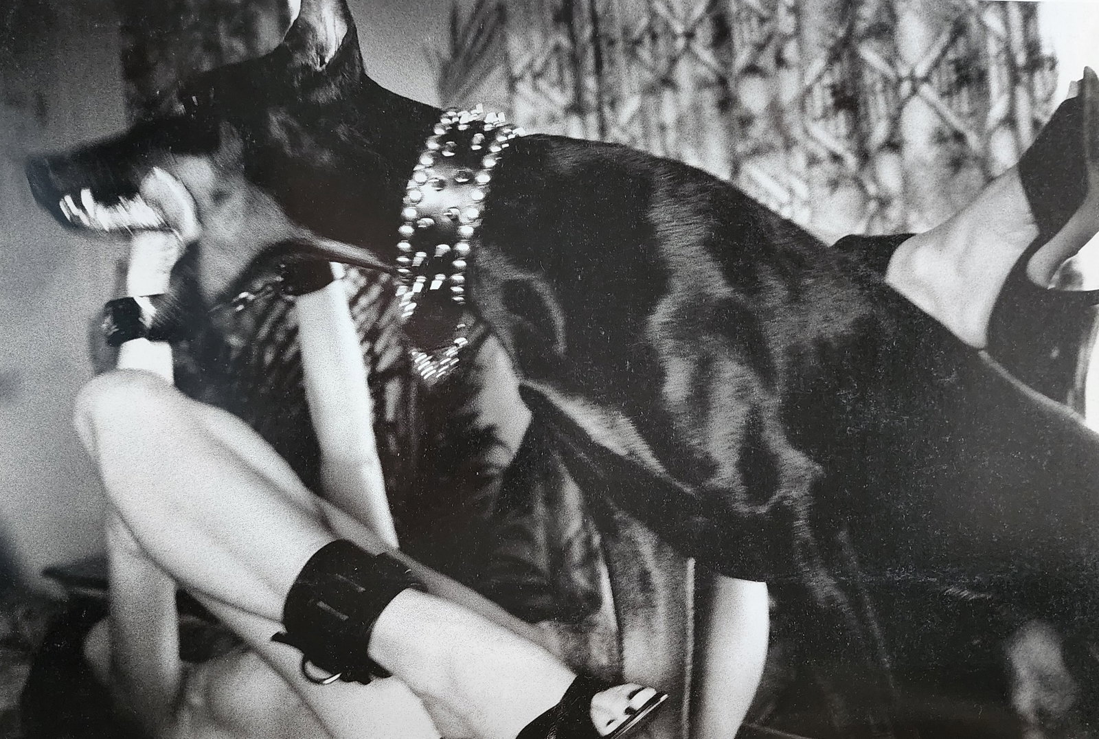 Helmut Newton 'Saiegfried, Los Angeles' 1984: Photographer: Helmut Newton (Germany, 1920 - 2004) - best known for his erotically charged highly stylized images, Helmut Newton was one of the most influential fashion photographers of all time. Titl