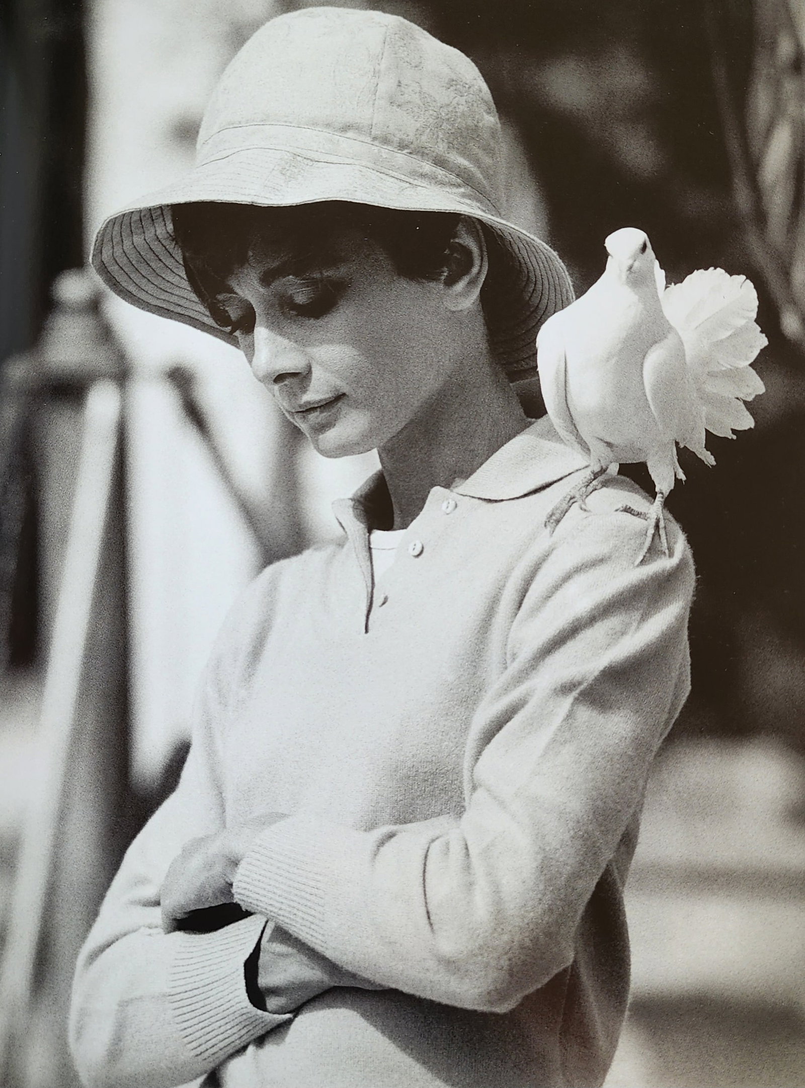 Terry O'Neill, 'Audrey Hepburn with a Dove', 1966: Photographer: Terence Patrick O'Neill CBE was a British photographer, known for documenting the fashions, styles, and celebrities of the 1960s. O'Neill's photographs capture his subjects candidly or i