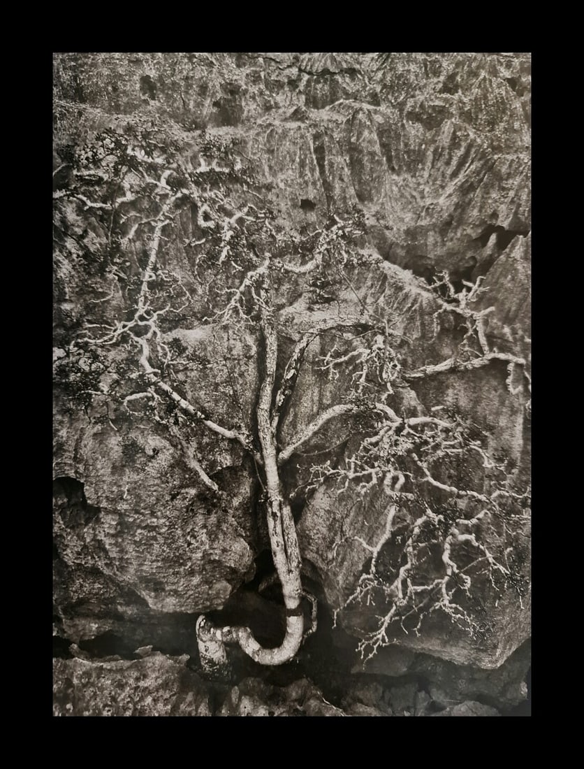 Sebastiao Salgado, Helicopter tree, Madagascar, 2010 (1 of 1)