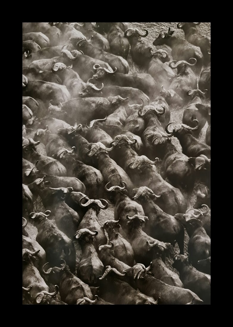 Sebastiao Salgado, Herd of buffalo, Kafu National Park, Zambia (1 of 1)