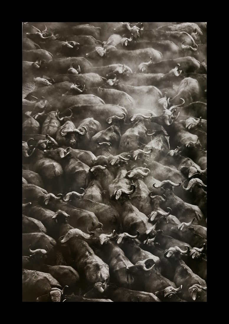 Sebastiao Salgado, Herd of buffalo, Kafu National Park, Zambia (1 of 1)