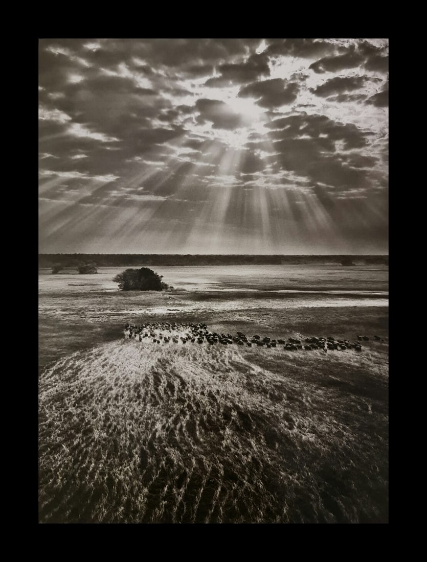 Sebastiao Salgado, Herd of buffalos, Kafue National Park, Zambia, 2010 (1 of 1)