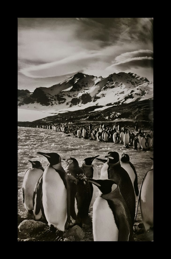Sebastiao Salgado, King penguins at St Andrews Bay, South Georgia, 2009 (1 of 1)