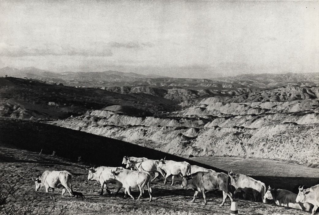 Henri Cartier Bresson, Italy Cows, 1952-2: Item Details Description Photographer: Henri Cartier-Bresson (French 1908 - 2004) - Internationally renowned photographic artist - widely considered the "father" of modern photojournalism. Subject/Tit