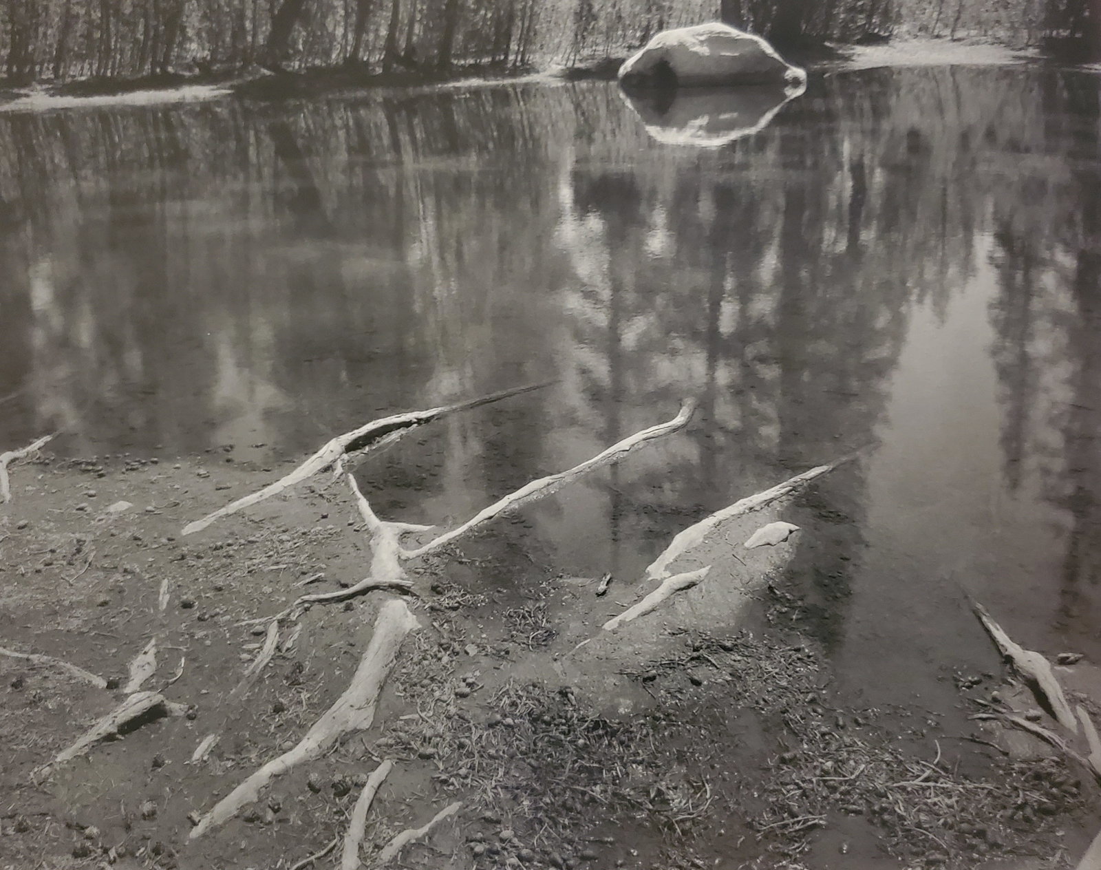 Ansel Adams, Roots and pool Near Tenaya Lake, Yosemite National Park, California, 1955: Photographer: Ansel Adams (American, 1902 - 1984) - Internationally renowned American photographer. One of the most influential artists in photographic history. Title: "Roots and pool Near Tenaya Lake